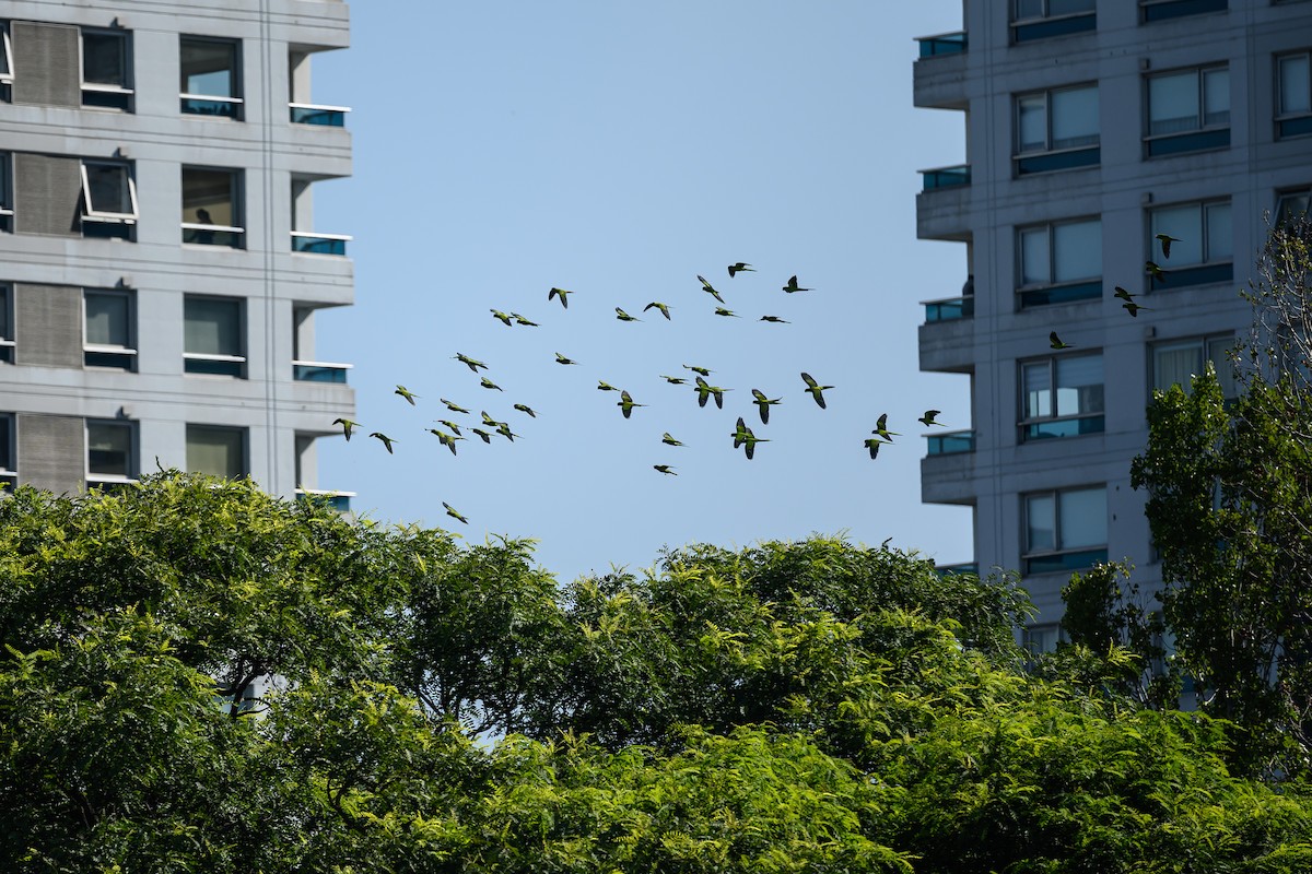 Monk Parakeet (Monk) - ML615826784