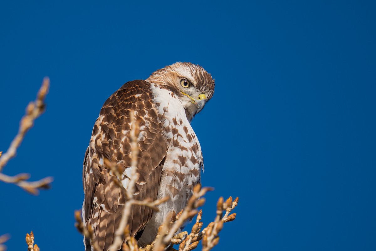 Red-tailed Hawk - ML615826817