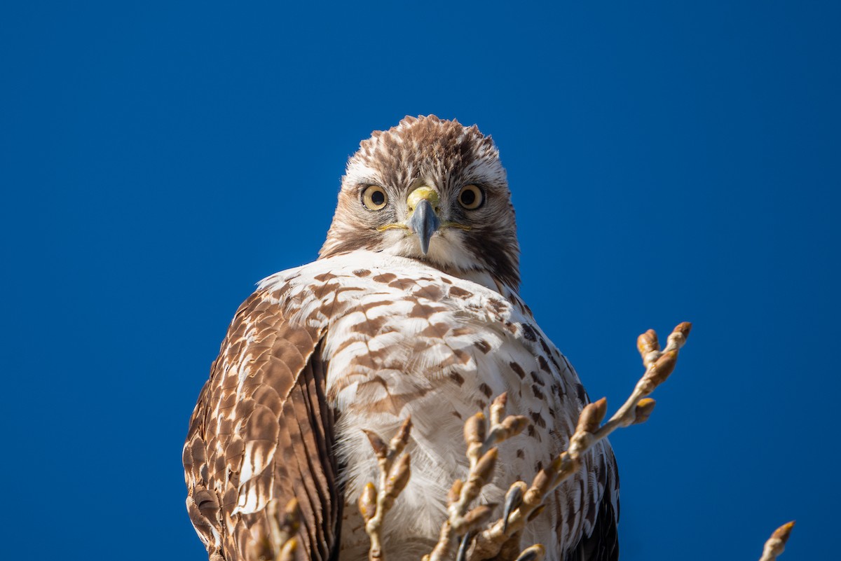 Red-tailed Hawk - ML615826818