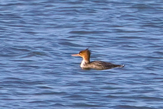 Red-breasted Merganser - A W