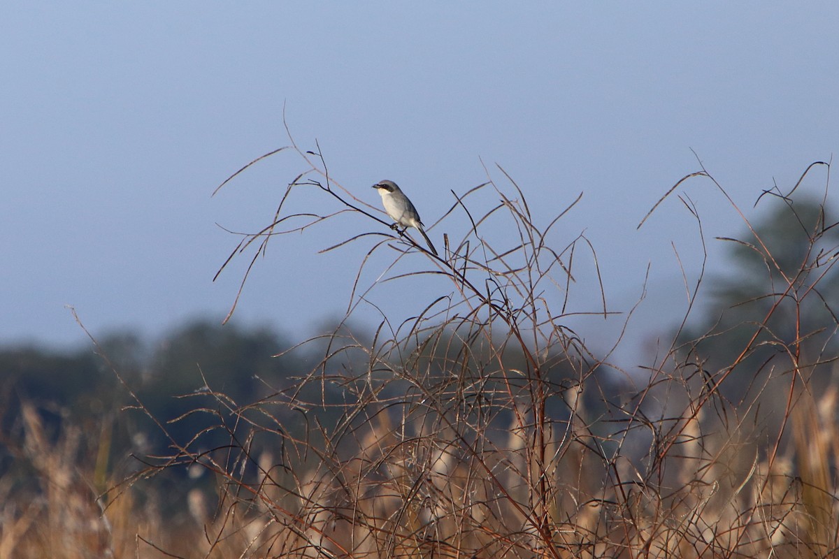 Loggerhead Shrike - Yiming Qiu