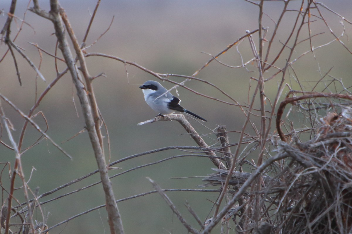 Loggerhead Shrike - Yiming Qiu