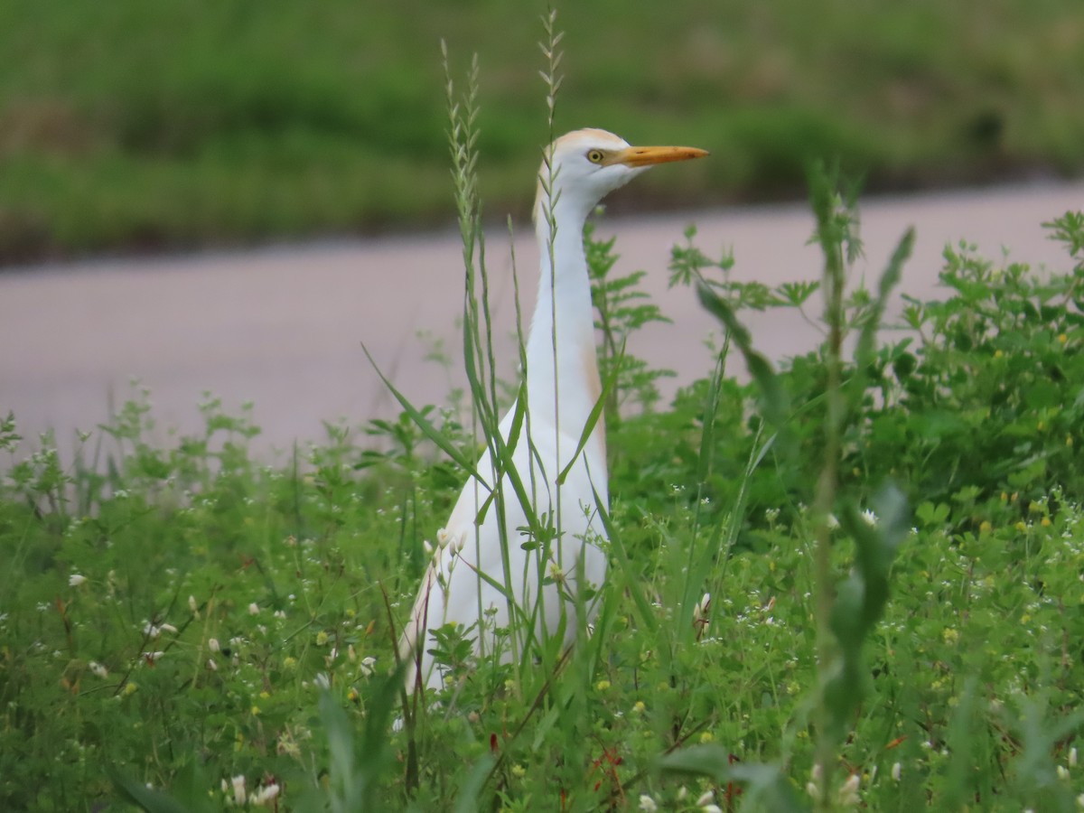 Western Cattle Egret - ML615826937