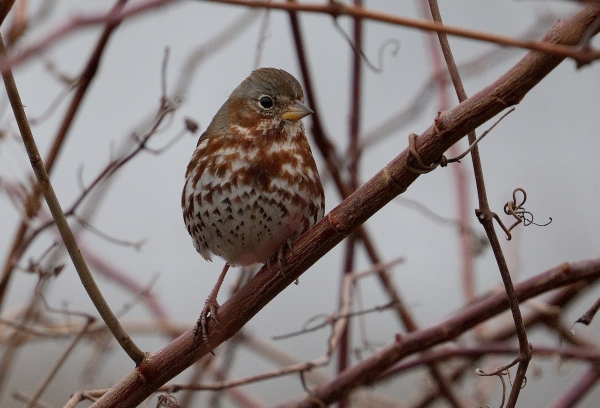 Fox Sparrow (Red) - ML615826940