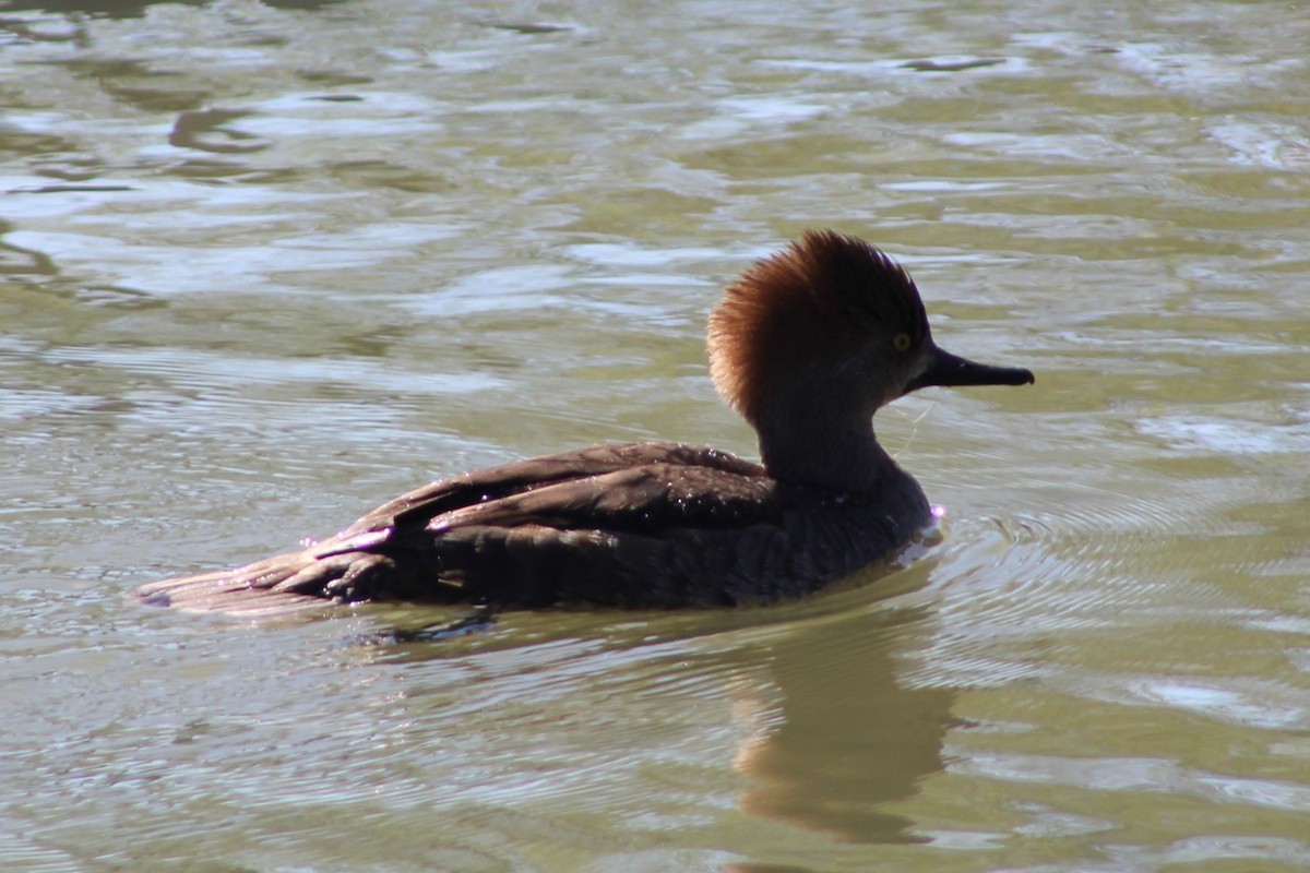 Hooded Merganser - ML615826966