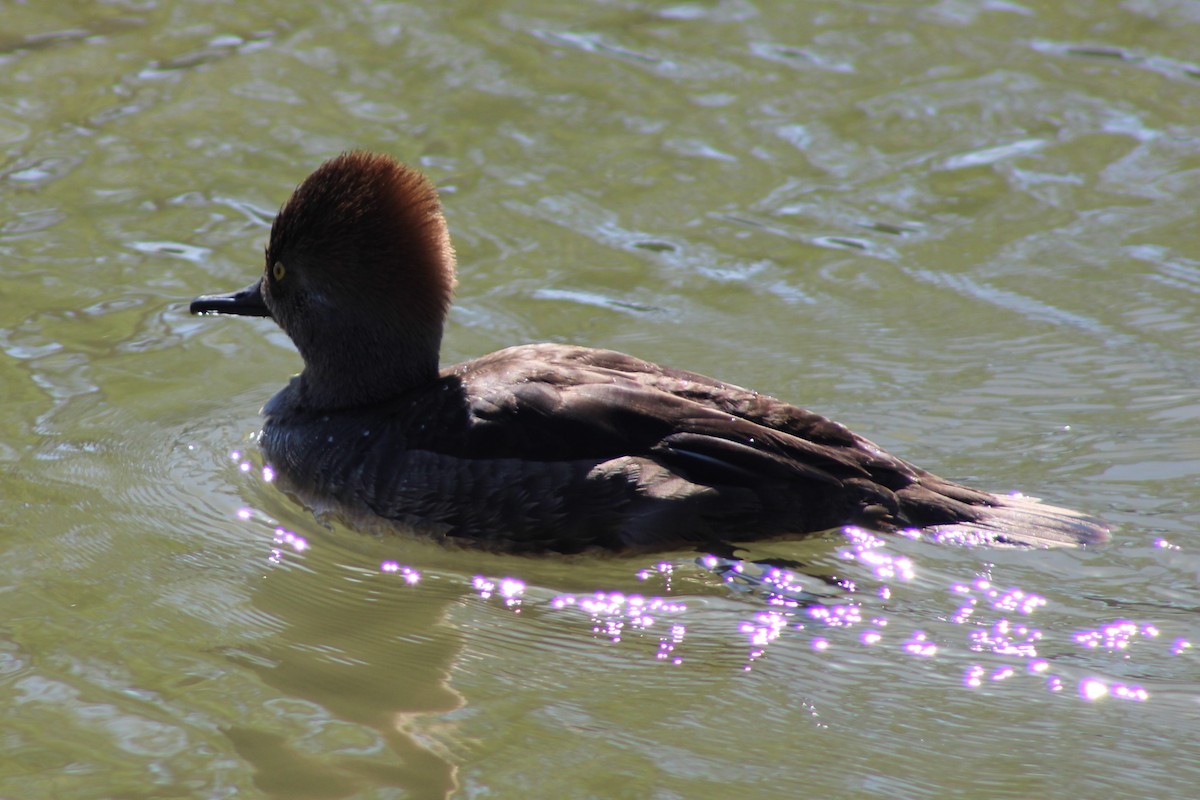 Hooded Merganser - ML615826967