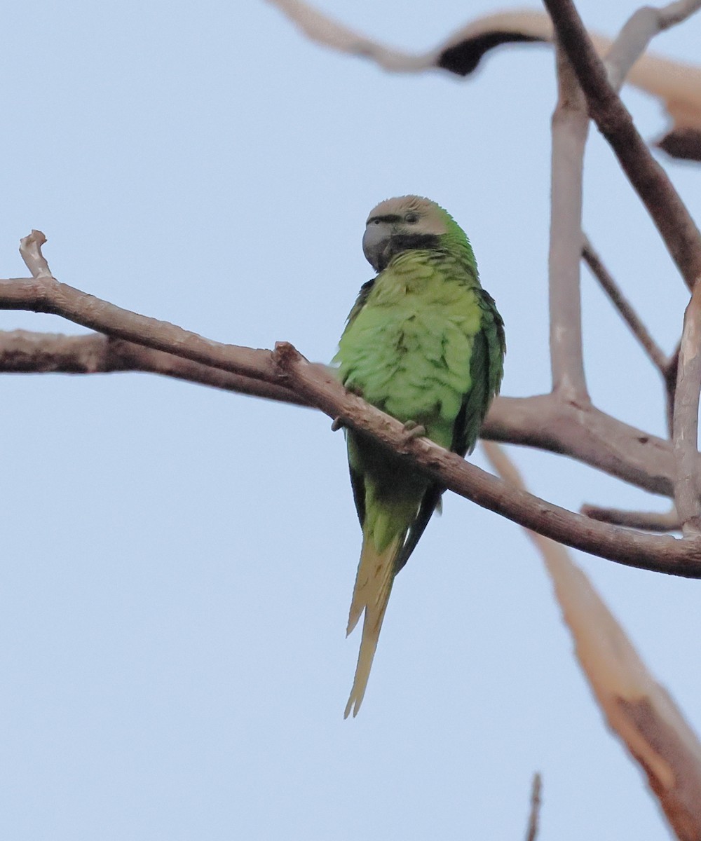 Red-breasted Parakeet - ML615826968