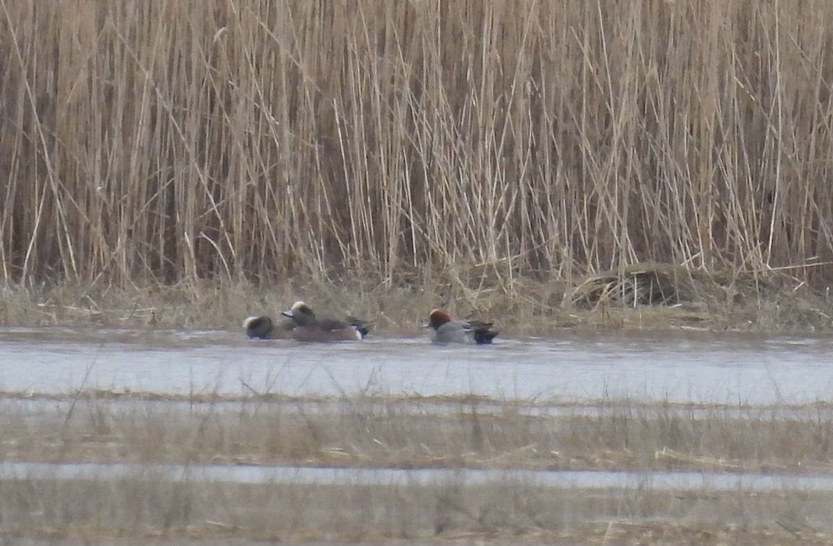 Eurasian Wigeon - ML615827047