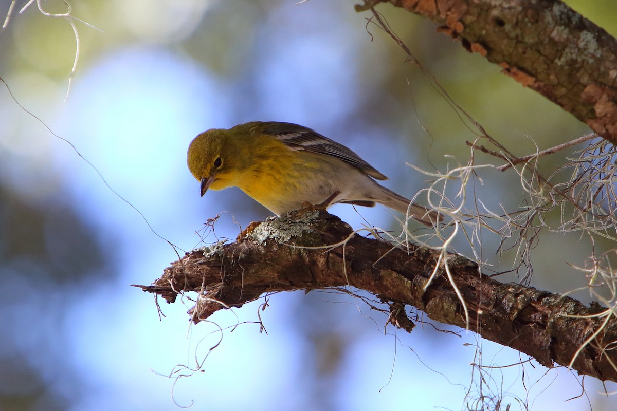 Pine Warbler - Yiming Qiu