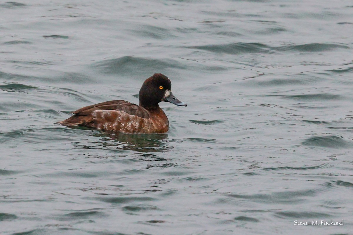 Lesser Scaup - ML615827083