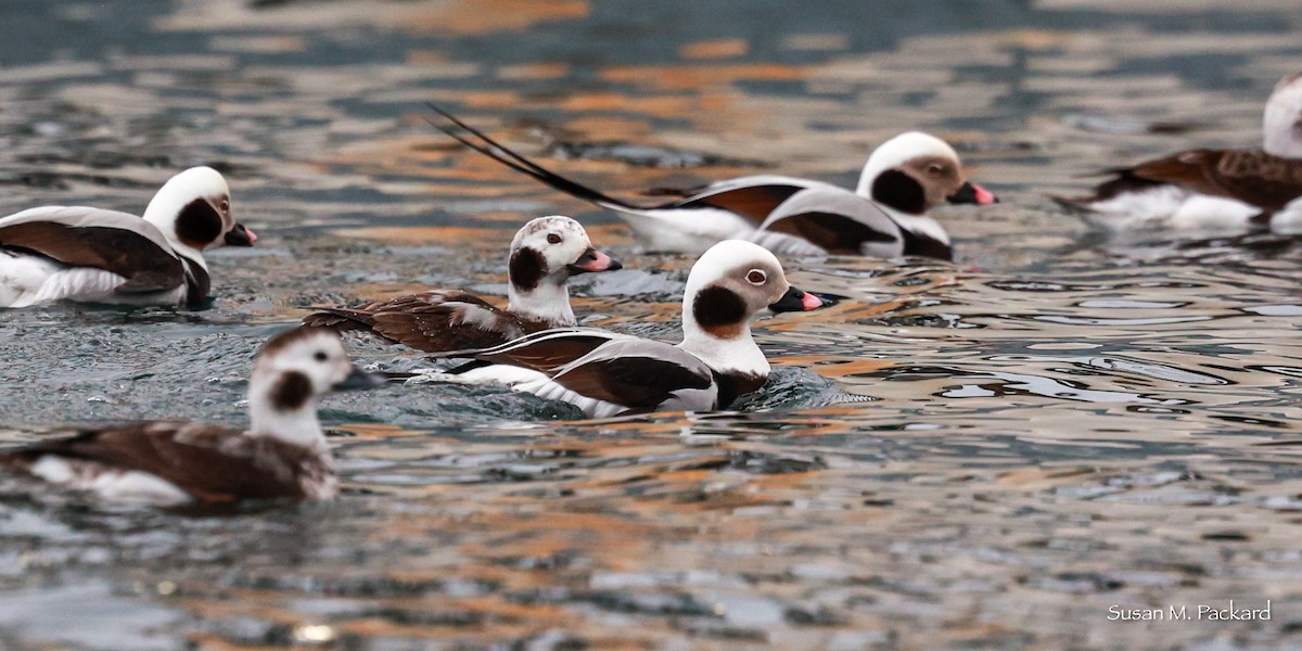 Long-tailed Duck - ML615827102