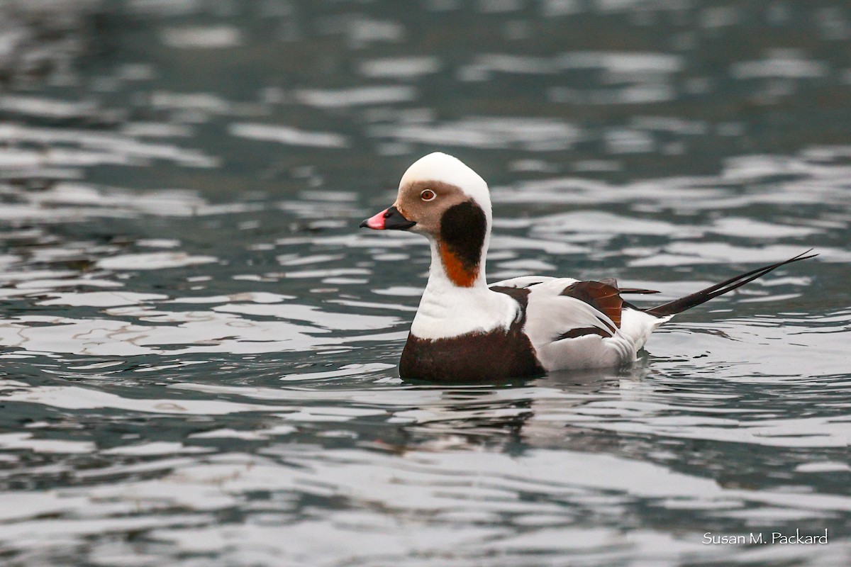 Long-tailed Duck - ML615827103