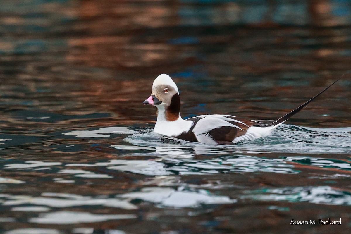 Long-tailed Duck - ML615827104