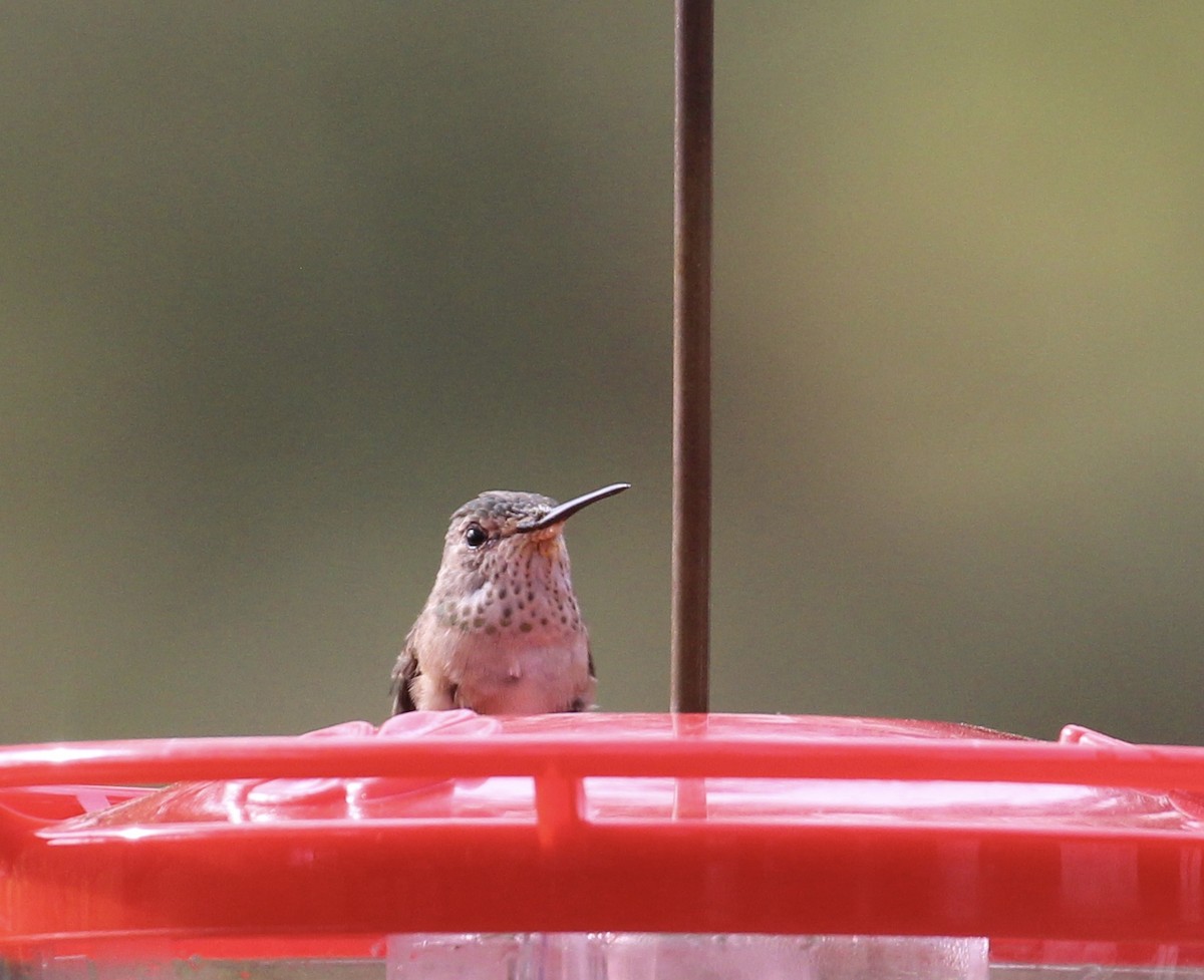 Broad-tailed Hummingbird - ML615827119