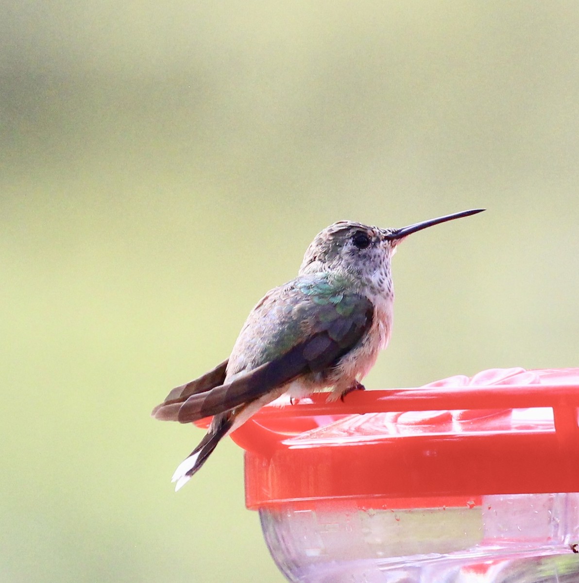 Broad-tailed Hummingbird - ML615827121
