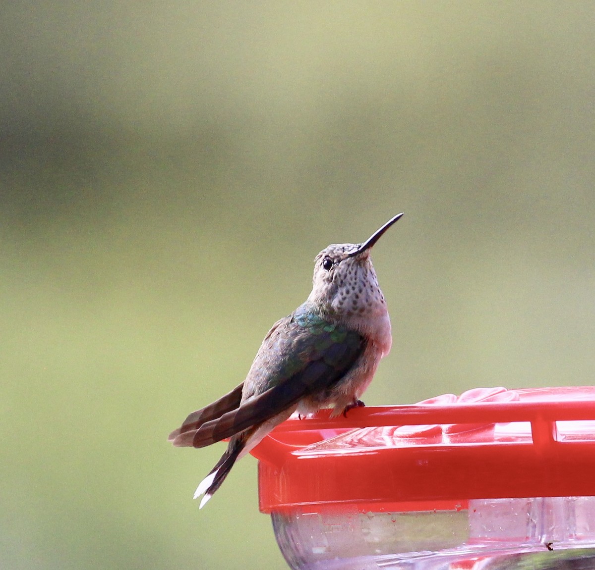 Broad-tailed Hummingbird - ML615827122