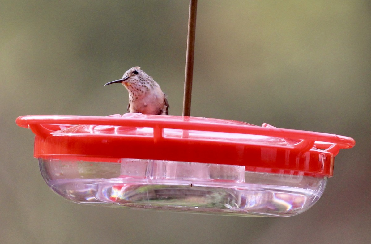 Broad-tailed Hummingbird - ML615827123