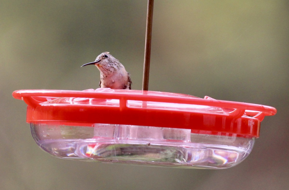 Colibrí Coliancho - ML615827123