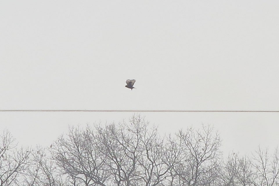 Rough-legged Hawk - ML615827127