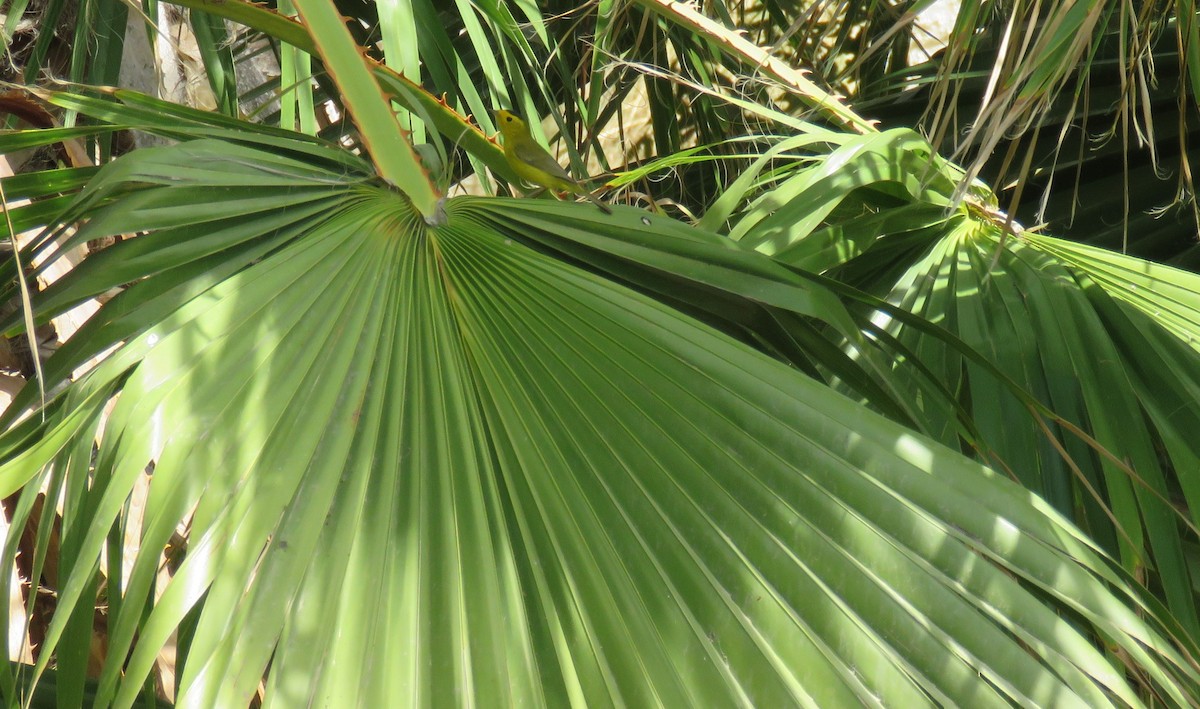 Paruline à calotte noire - ML615827142