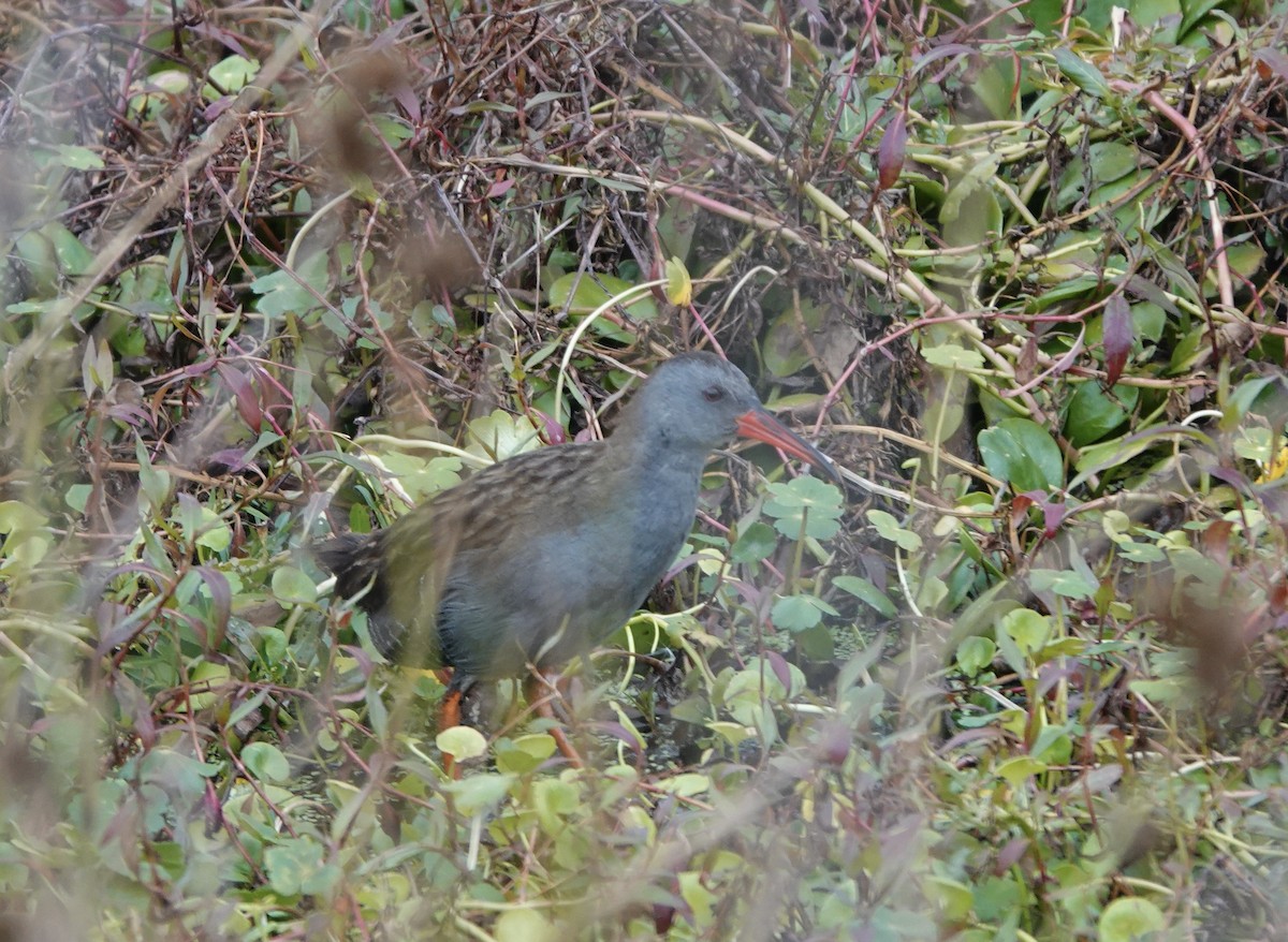 Bogota Rail - Claire Bélanger