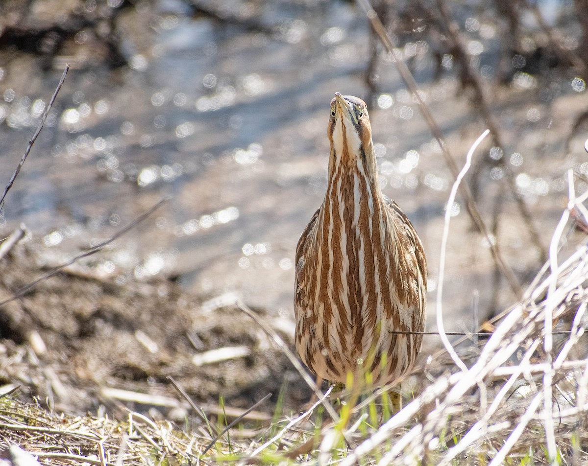 American Bittern - ML615827203