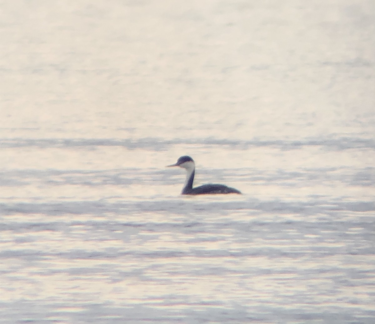 Western Grebe - ML615827255