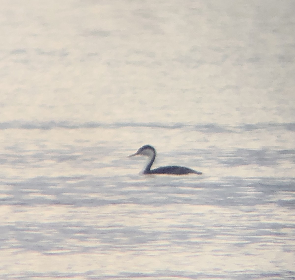 Western Grebe - ML615827257