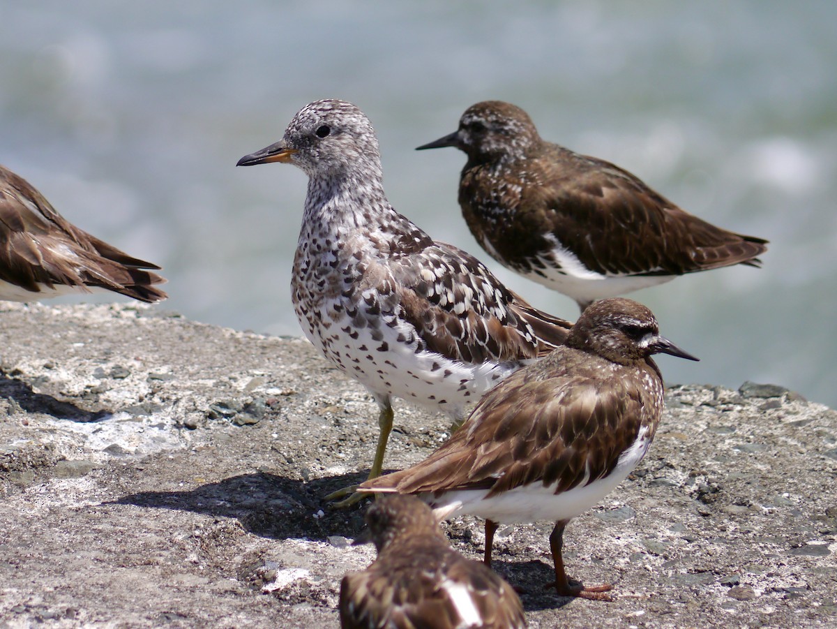 Surfbird - ML615827267