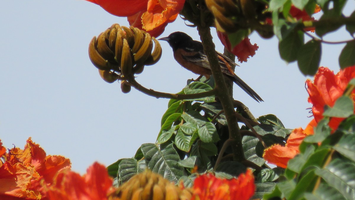 Orchard Oriole - Edward McKen