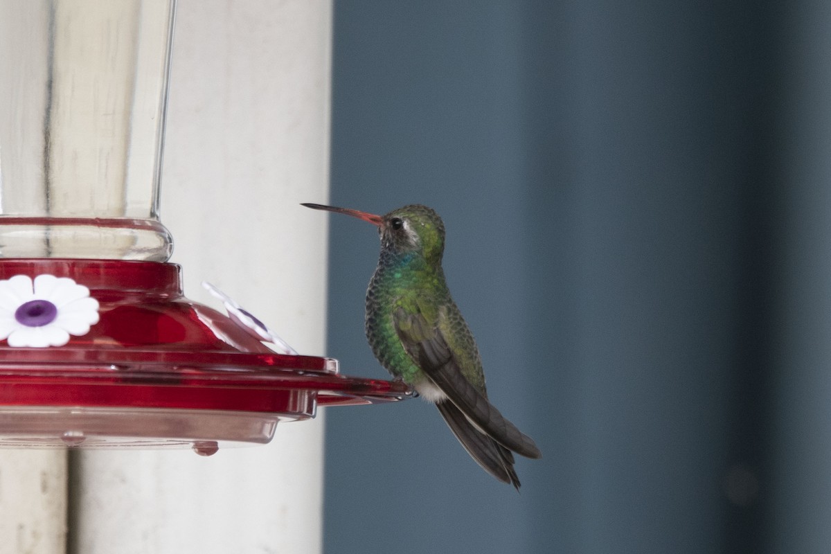 Broad-billed Hummingbird - Elizabeth Olin