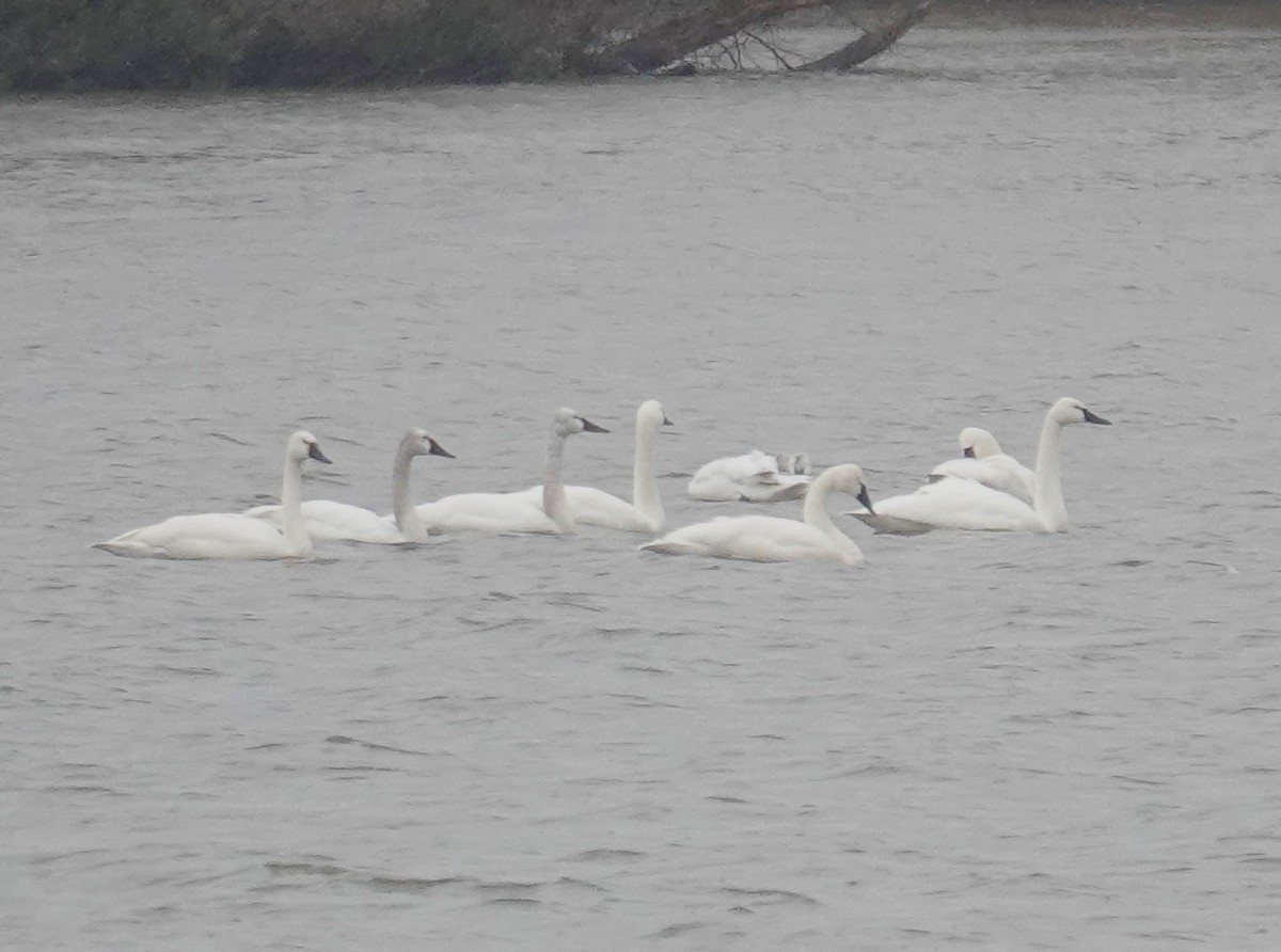 Tundra Swan - ML615827281