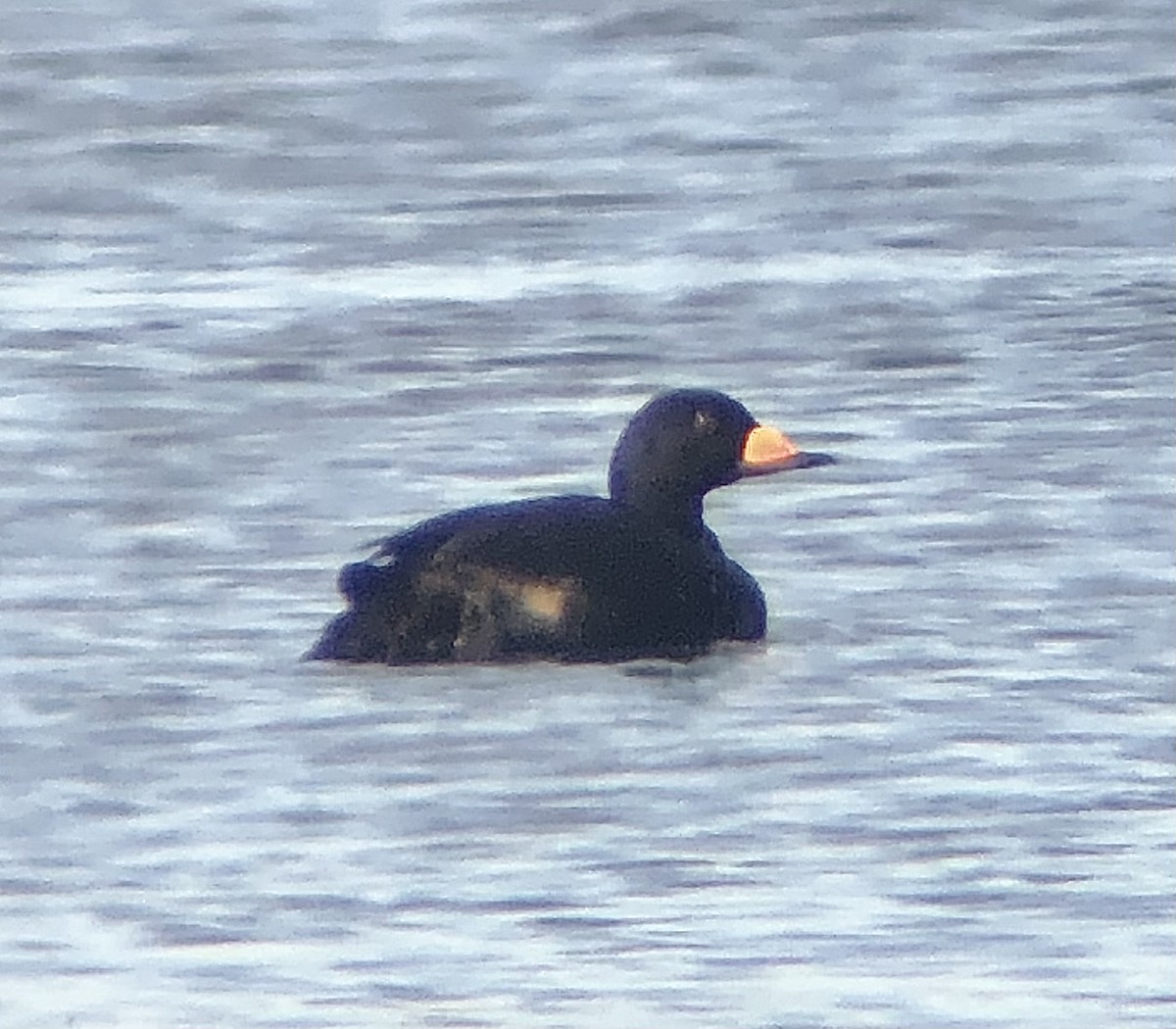 Black Scoter - KZ F