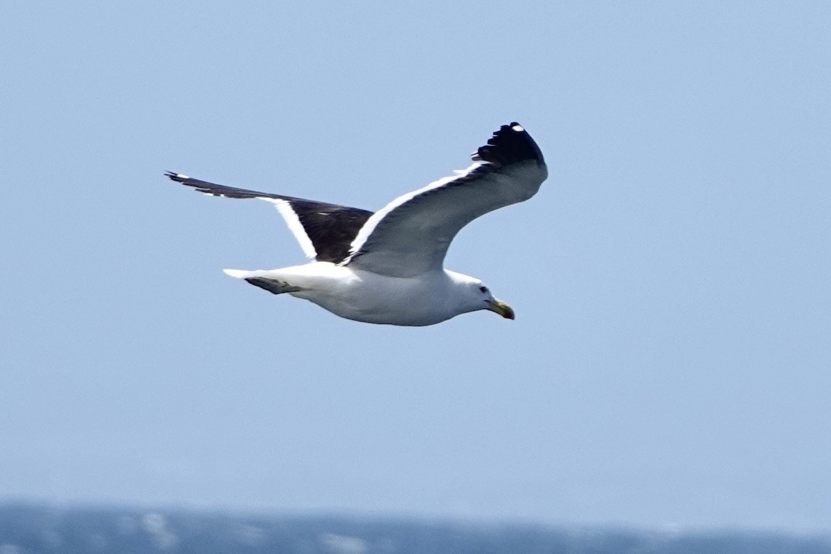 Kelp Gull - Alena Capek