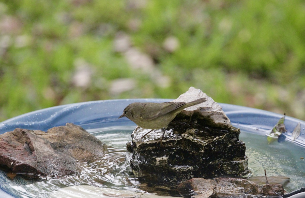 Orange-crowned Warbler - ML615827390