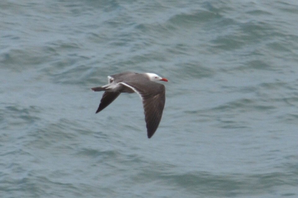 Heermann's Gull - ML615827402