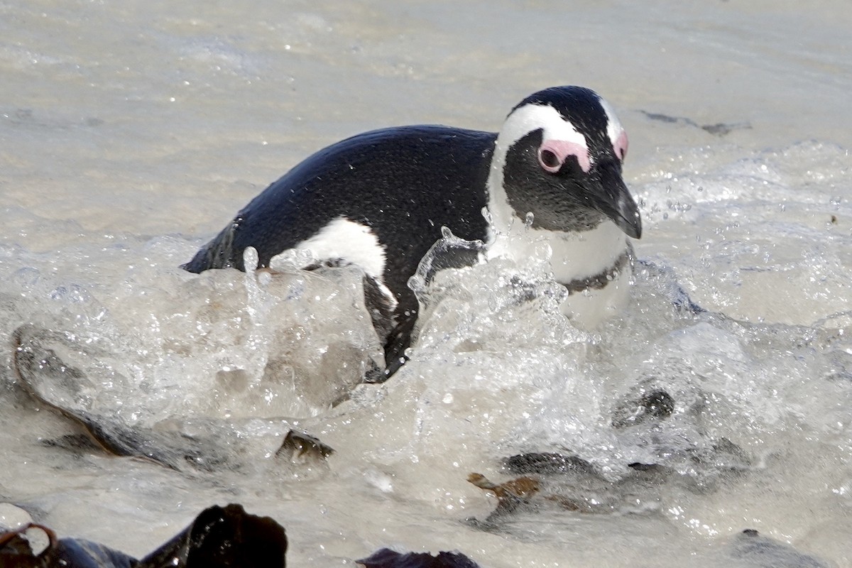 African Penguin - ML615827406