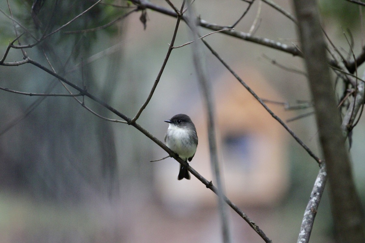 Eastern Phoebe - ML615827469