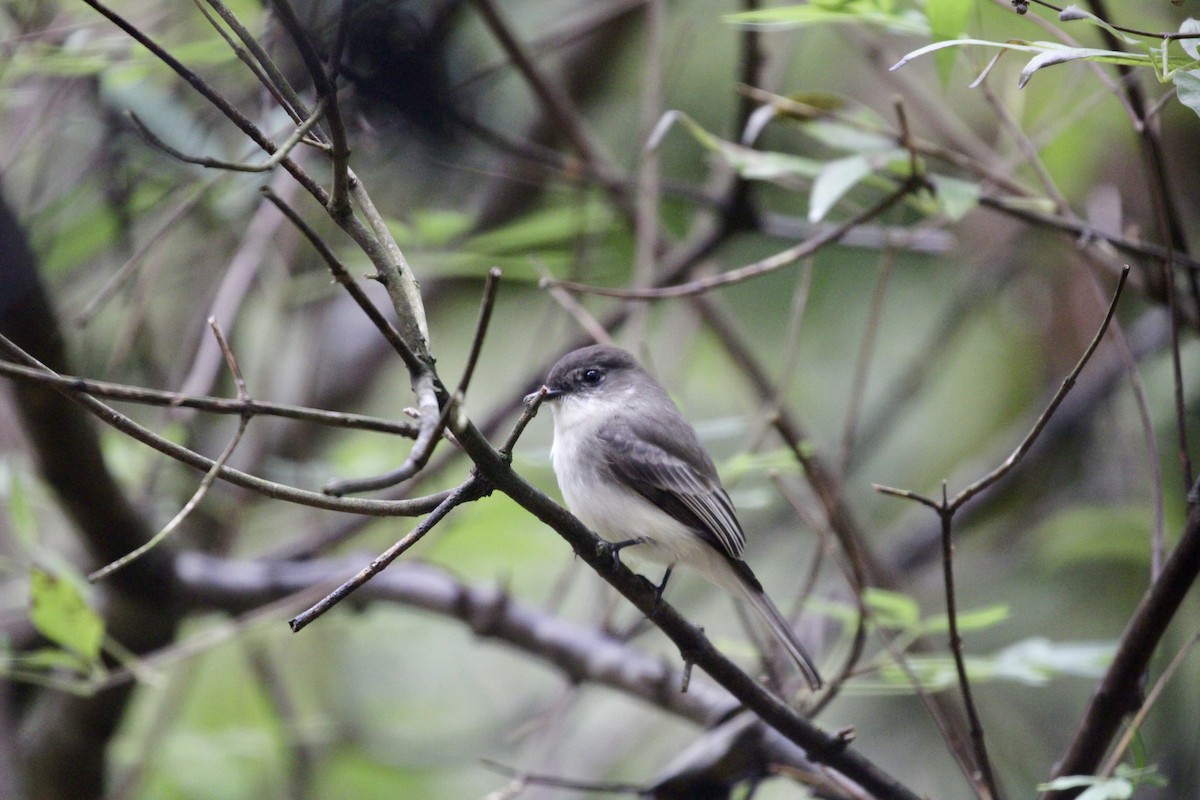 Eastern Phoebe - ML615827473