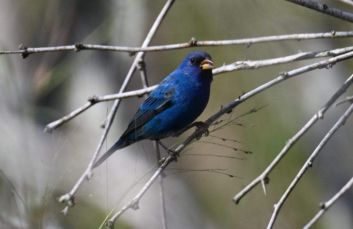 Indigo Bunting - ML615827496