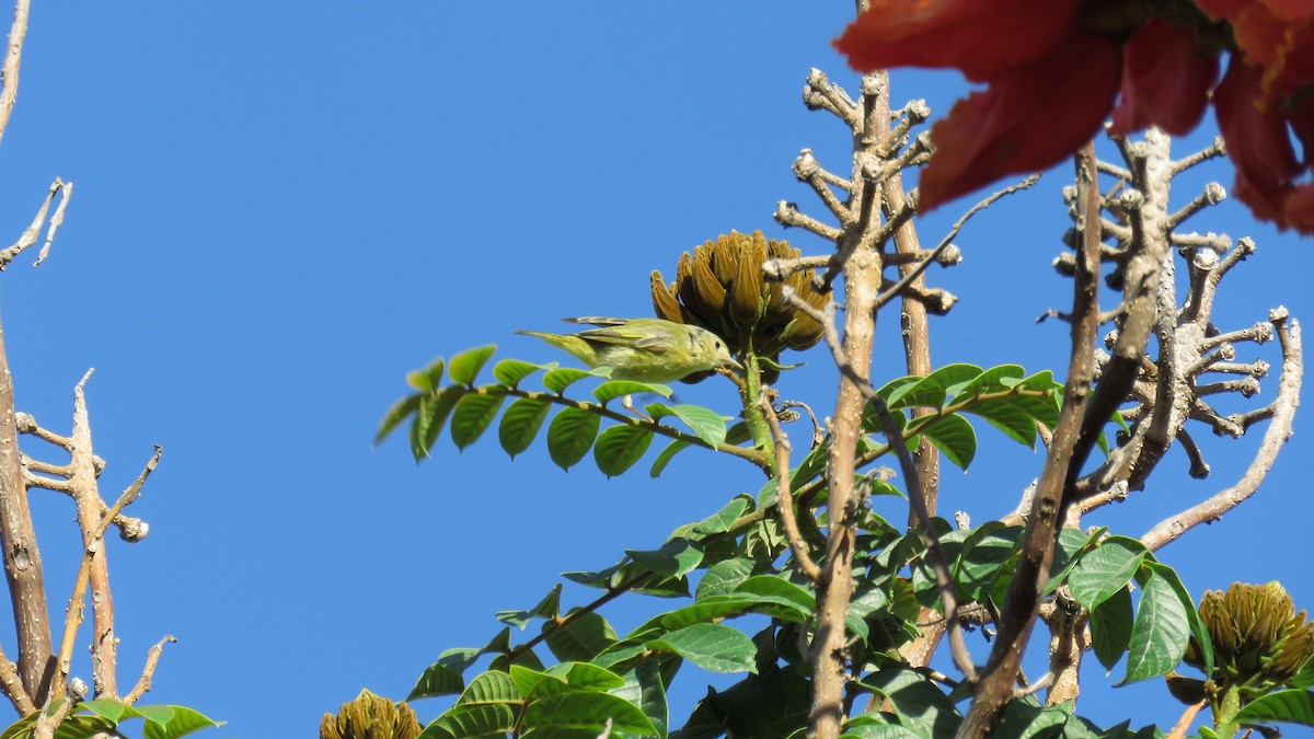 Orange-crowned Warbler - Edward McKen