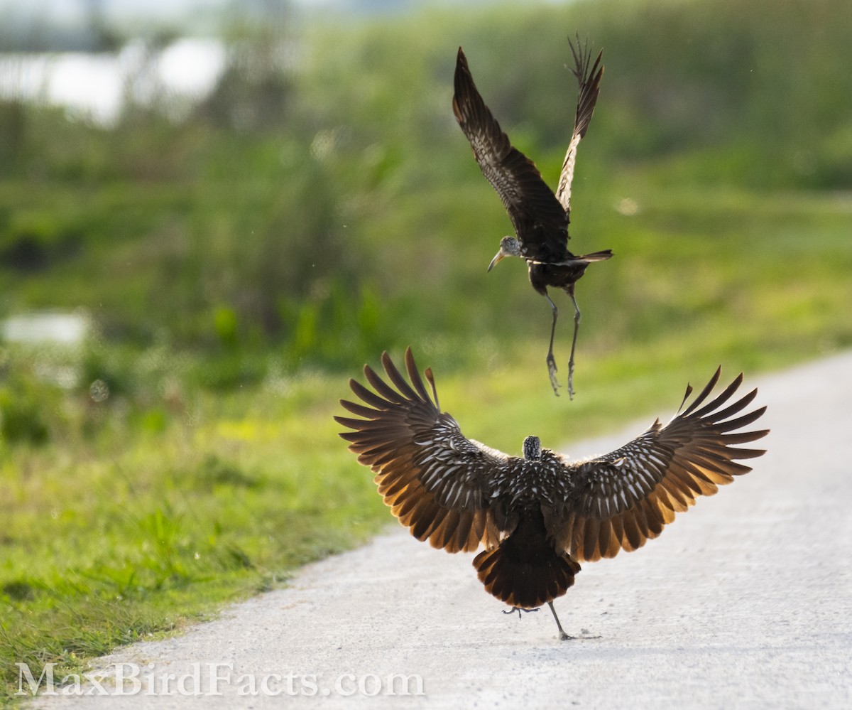 Limpkin (Speckled) - Maxfield Weakley