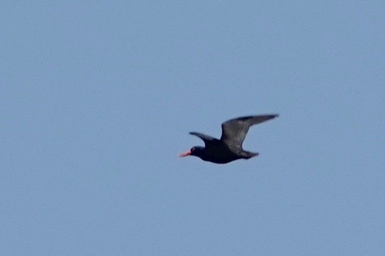 African Oystercatcher - ML615827611