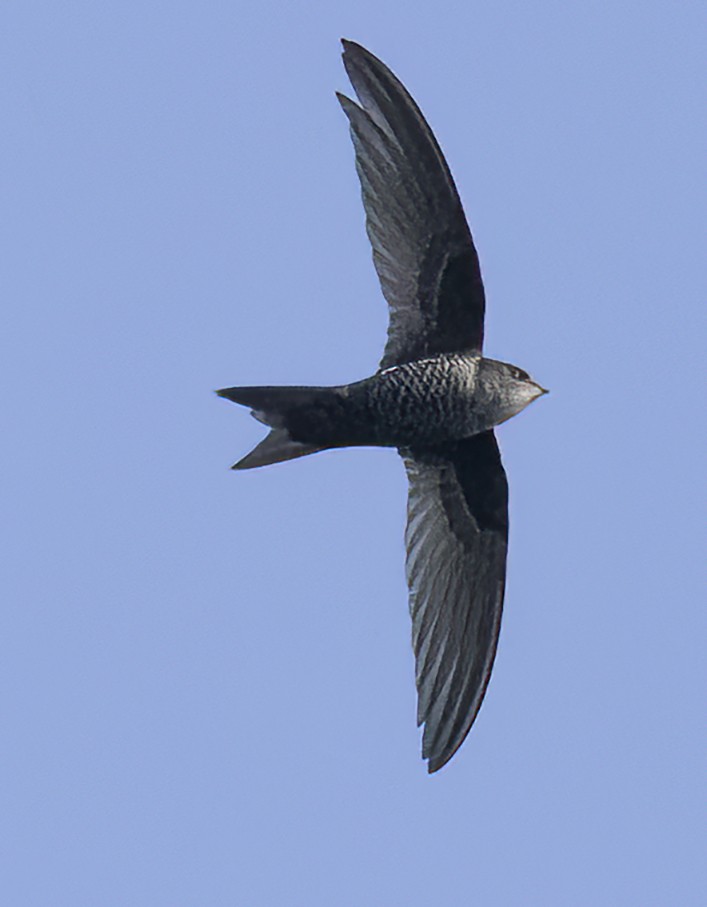 Cook's Swift - ML615827612