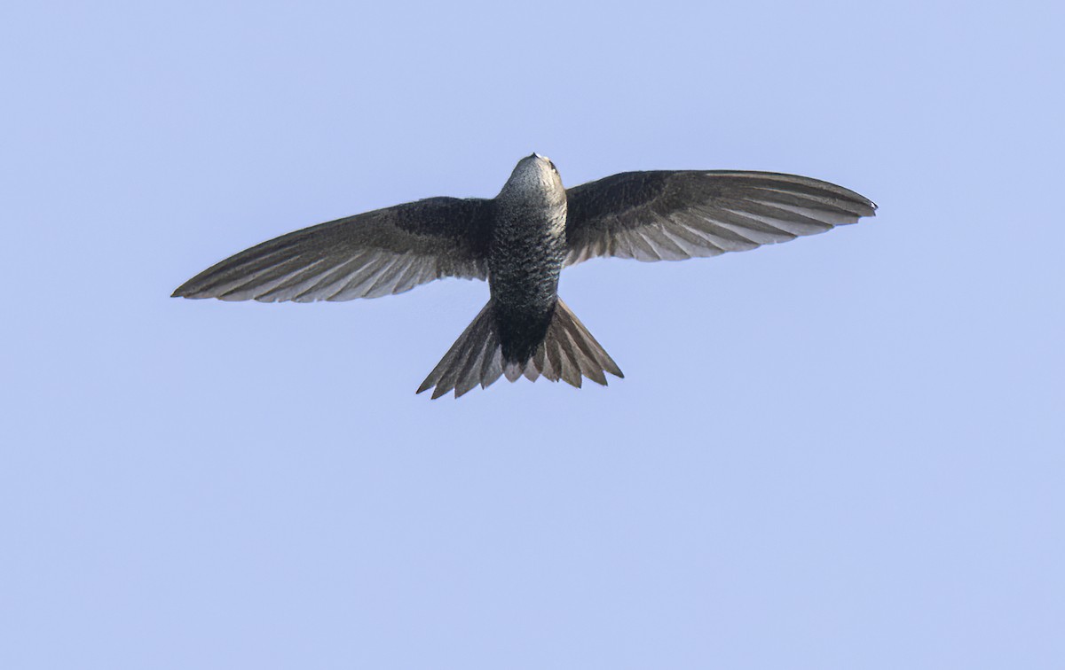 Cook's Swift - ML615827619