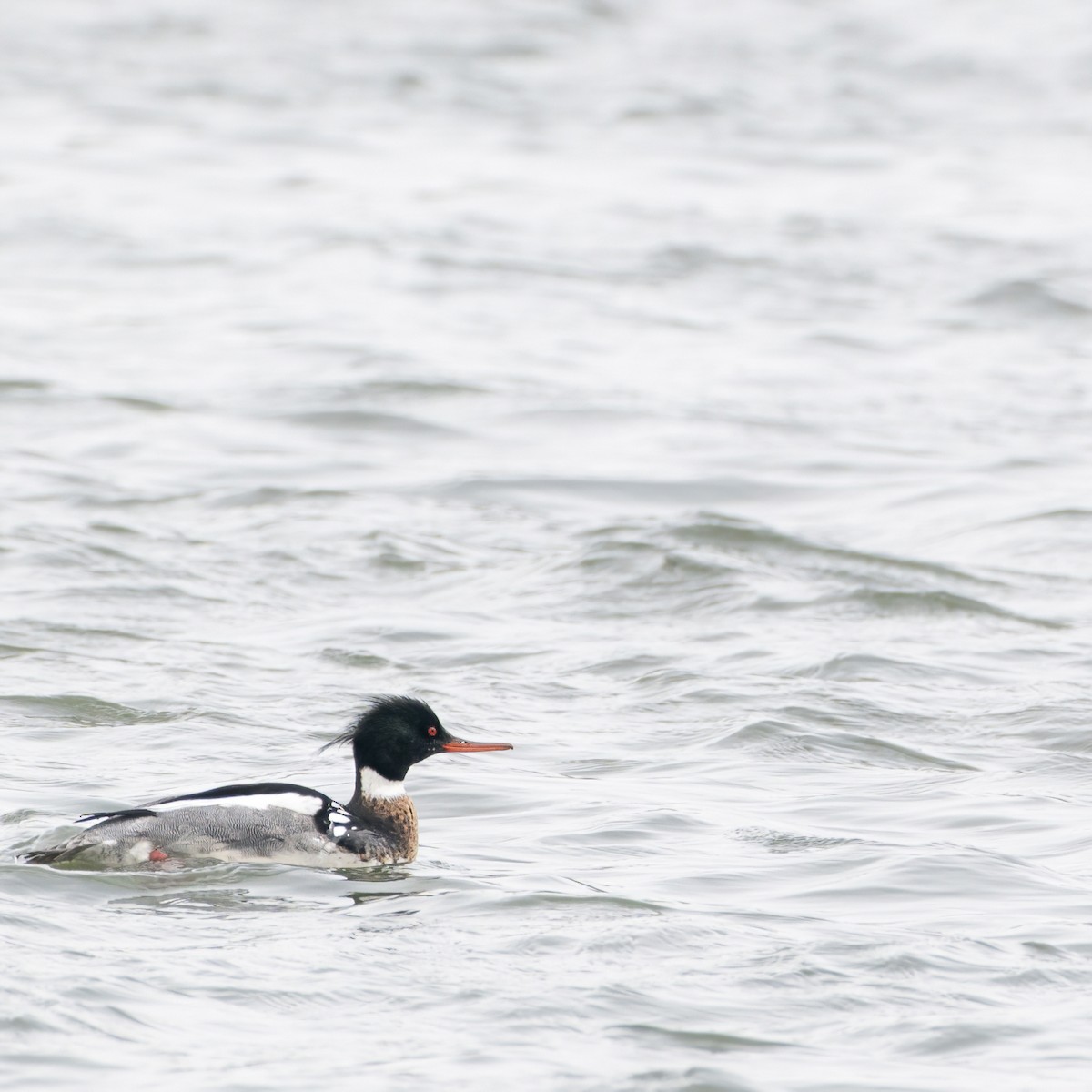 Red-breasted Merganser - ML615827639