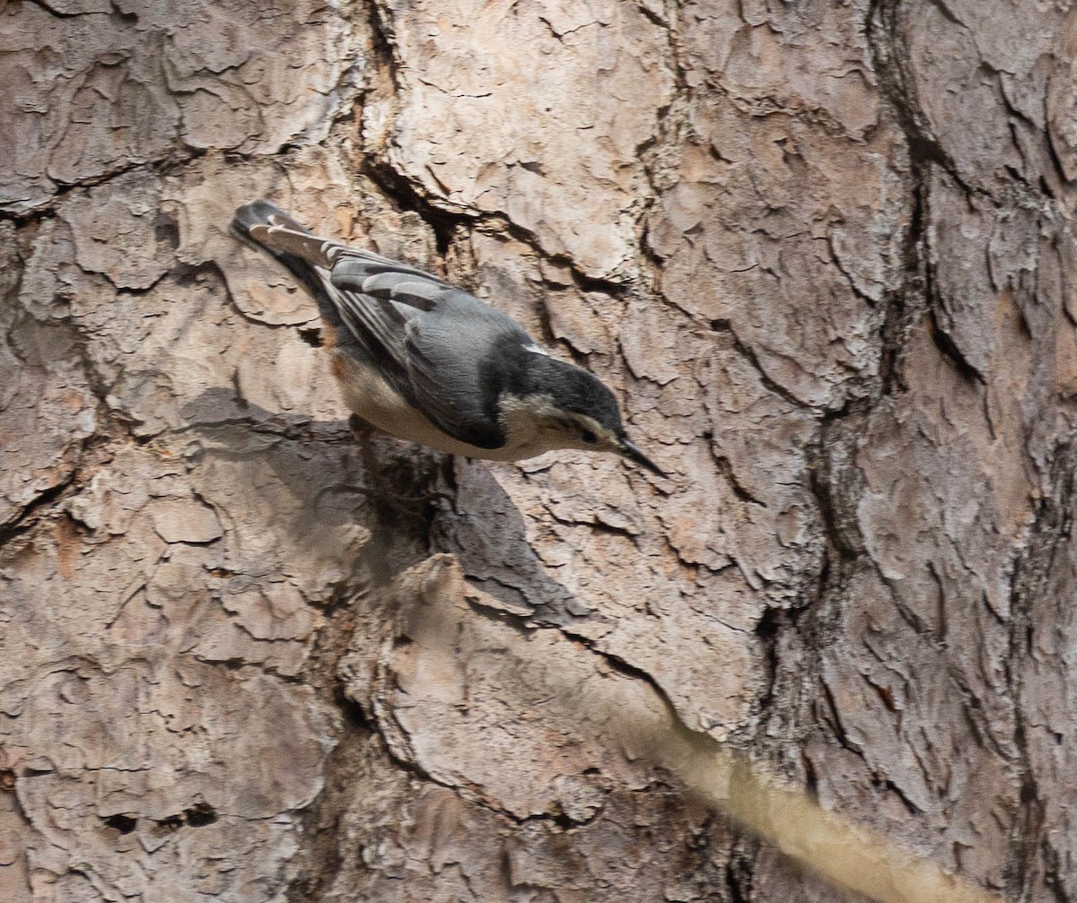 White-breasted Nuthatch - ML615827687