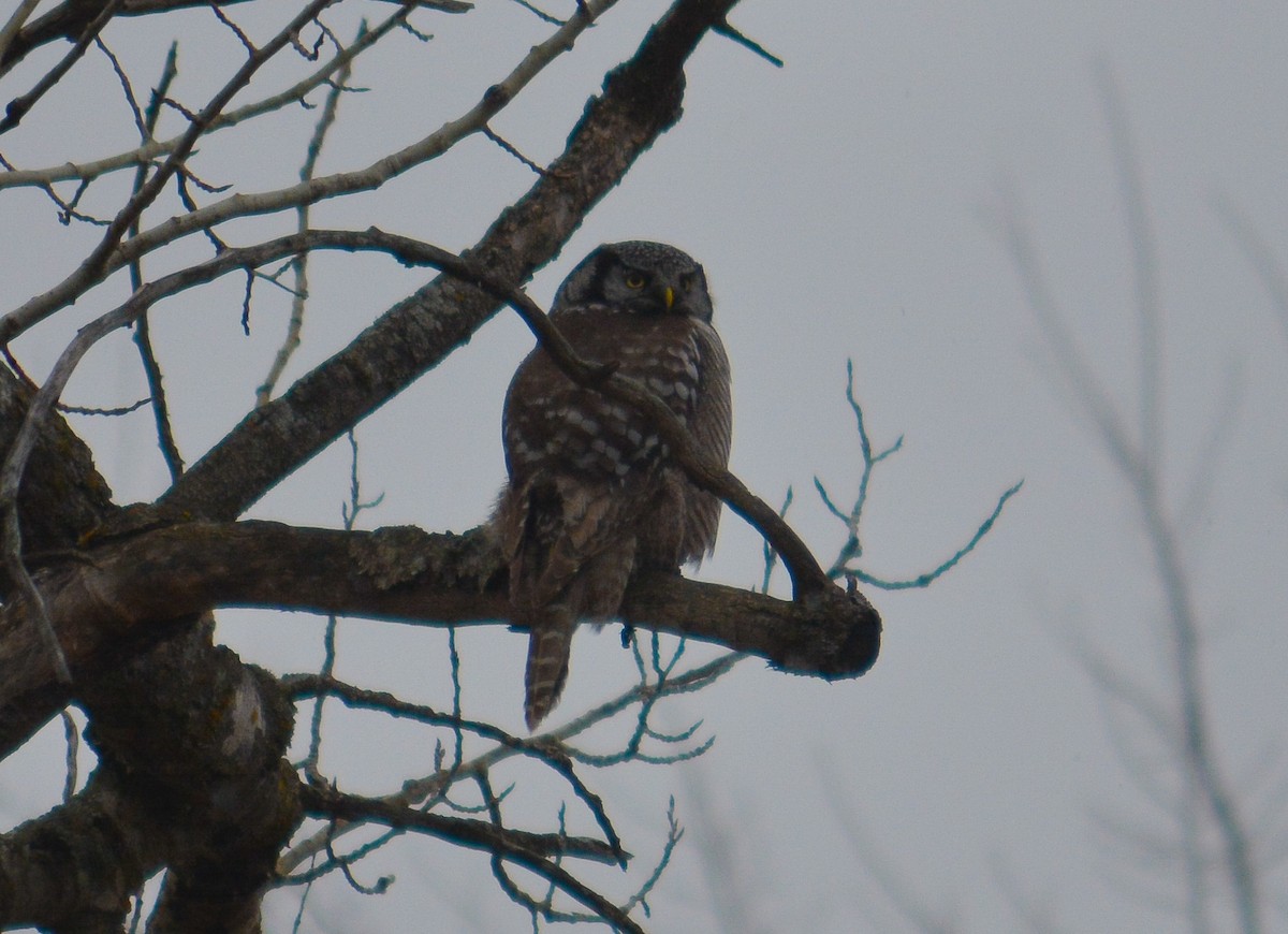Northern Hawk Owl - ML615827691
