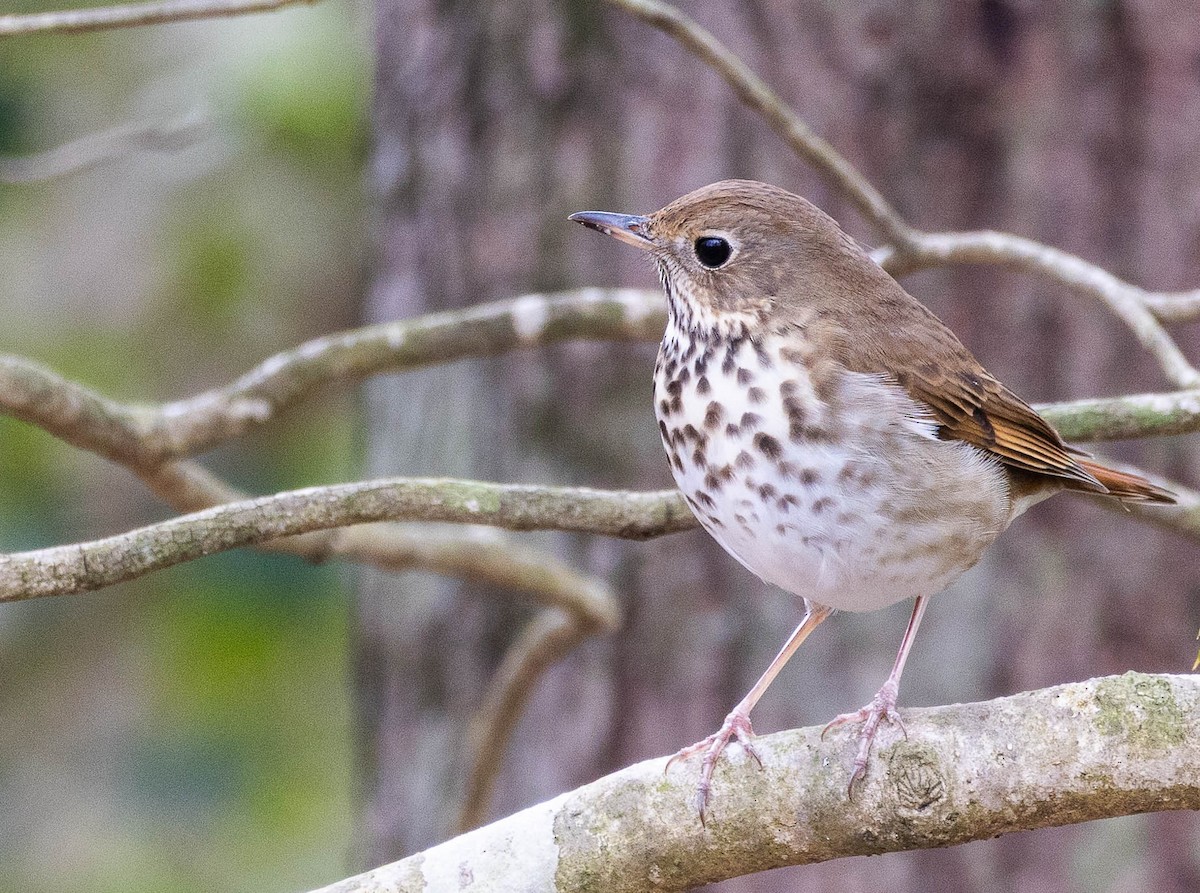 Hermit Thrush - ML615827699