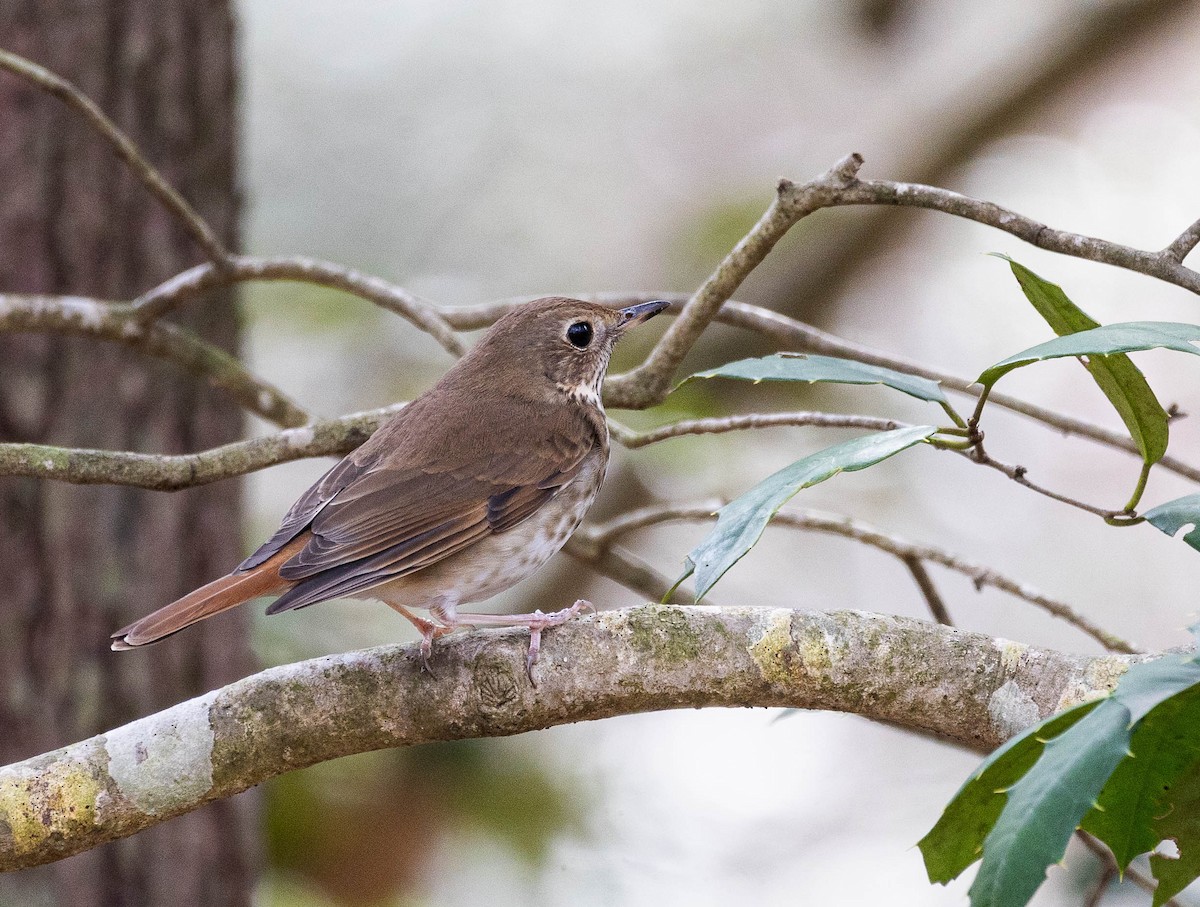 Hermit Thrush - ML615827703